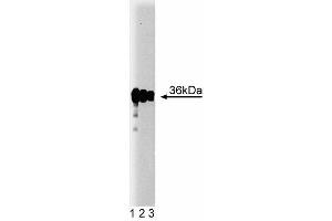 Western blot analysis of PP2A Catalytic alpha on A431 lysate. (PP2A Catalytic alpha (AA 153-309) Antikörper)