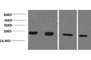 Western Blotting (WB) image for anti-Cyclophilin B (PPIB) antibody (ABIN5959334) (PPIB Antikörper)