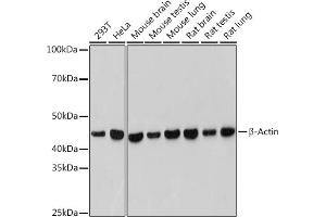 Western blot analysis of extracts of various cell lines, using β-Actin antibody (ABIN7265395) at 1:50000 dilution. (beta Actin Antikörper)