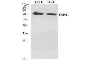 Western Blot (WB) analysis of specific cells using HSP A5 Polyclonal Antibody. (GRP78 Antikörper  (C-Term))