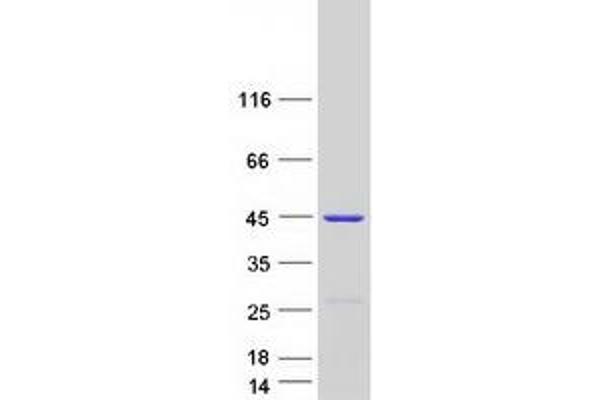 LANCL1 Protein (Transcript Variant 2) (Myc-DYKDDDDK Tag)