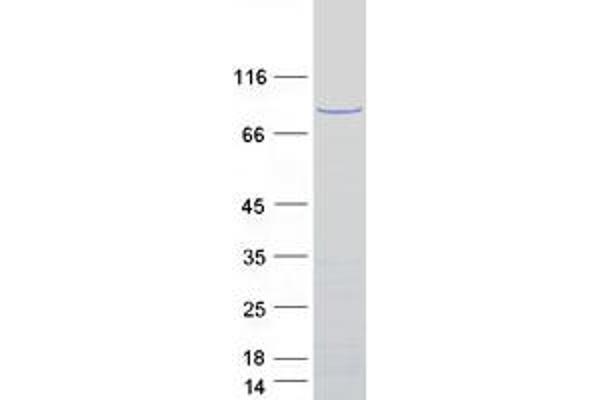 PRAM1 Protein (Myc-DYKDDDDK Tag)