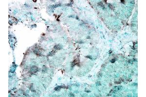 Immunohistochemistry analysis using Mouse Anti-Hsp90 Monoclonal Antibody, Clone 4F3. (HSP90 Antikörper  (Atto 488))