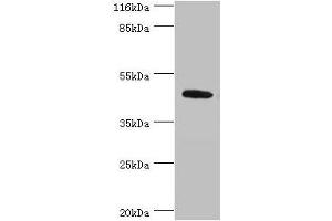 Western blot All lanes: ATG4A antibody at 2 μg/mL + Mouse brain tissue Secondary Goat polyclonal to rabbit IgG at 1/10000 dilution Predicted band size: 46, 39, 37, 43 kDa Observed band size: 46 kDa (ATG4A Antikörper  (AA 1-214))