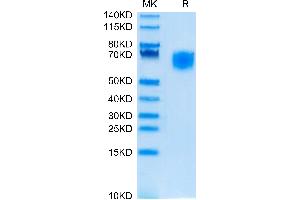 SIRPA Protein (AA 31-370) (His tag)