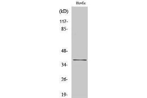 Western Blotting (WB) image for anti-Cyclin H (CCNH) (Ser212) antibody (ABIN3179986) (Cyclin H Antikörper  (Ser212))