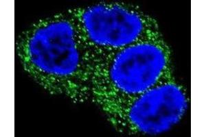 Immunofluorescence (IF) image for anti-UDP Glucuronosyltransferase 1 Family, Polypeptide A1 (UGT1A1) antibody (ABIN2997636) (UGT1A1 Antikörper)