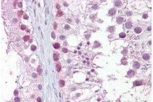 Anti-MRE11A / MRE11 antibody IHC staining of human testis. (Mre11 Antikörper)