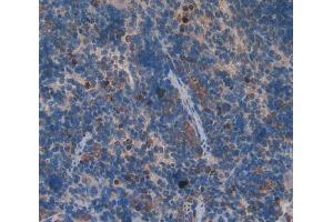 IHC-P analysis of spleen tissue, with DAB staining. (GDF3 Antikörper  (AA 253-366))