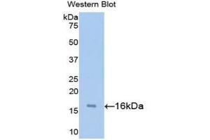Western Blotting (WB) image for anti-Synuclein, alpha (SNCA) (AA 1-140) antibody (ABIN1078556) (SNCA Antikörper  (AA 1-140))