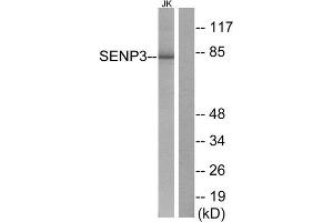 Western Blotting (WB) image for anti-SUMO/sentrin Specific Peptidase 3 (SENP3) (N-Term) antibody (ABIN1848842) (SENP3 Antikörper  (N-Term))