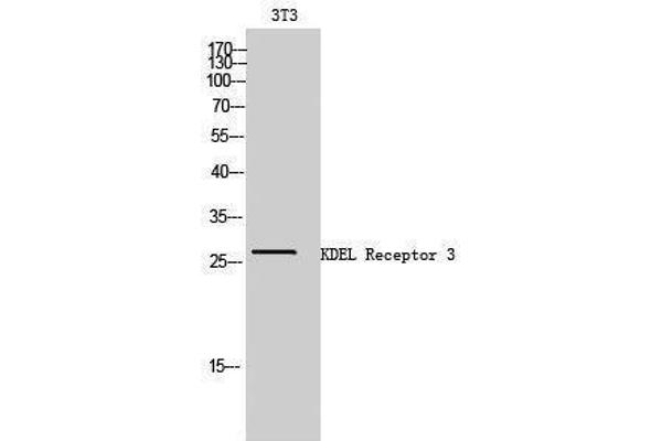 KDELR3 Antikörper  (Internal Region)