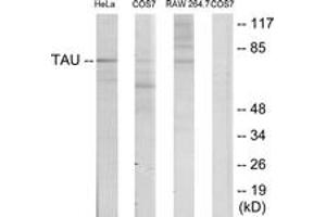 Western blot analysis of extracts from HeLa/COS7/RAW246. (tau Antikörper  (AA 526-575))