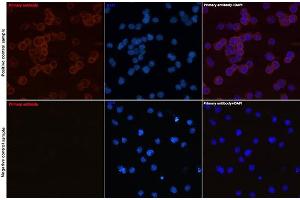 Immunofluorescence analysis of Daudi and Jurkat(Negative sample) cells using CD79a Rabbit mAb (ABIN7265805) at dilution of 1:50 (40x lens). (CD79a Antikörper)