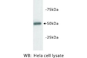 Image no. 1 for anti-Tubulin, beta 3 (TUBB3) antibody (ABIN1112942) (TUBB3 Antikörper)