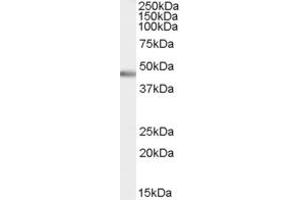 Western Blotting (WB) image for anti-Pancreas Specific Transcription Factor, 1a (PTF1A) (AA 283-293) antibody (ABIN291359) (PTF1A Antikörper  (AA 283-293))