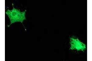 Image no. 3 for anti-Polymerase (RNA) II (DNA Directed) Polypeptide E, 25kDa (POLR2E) antibody (ABIN1500336) (POLR2E Antikörper)