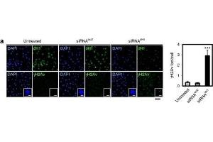 Immunofluorescence (Cultured Cells) (IF (cc)) image for anti-HIS2AV (pSer137) antibody (ABIN129671)