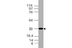 Image no. 1 for anti-Homeobox A9 (HOXA9) (AA 63-272) antibody (ABIN5027257) (HOXA9 Antikörper  (AA 63-272))