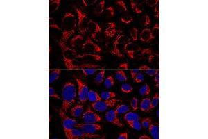 Confocal immunofluorescence analysis of U2OS cells using OCI Polyclonal Antibody  at dilution of 1:100. (OCIAD1 Antikörper  (AA 1-245))