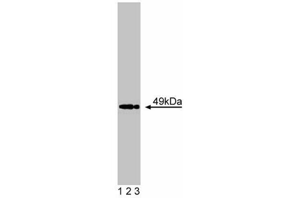 CHRNA1 Antikörper  (AA 332-457)