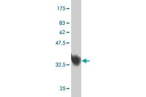 Western Blot detection against Immunogen (40. (MED31 Antikörper  (AA 1-131))