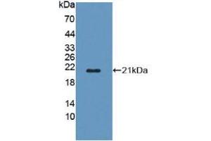 Western blot analysis of recombinant Mouse POFUT1. (POFUT1 Antikörper  (AA 243-393))