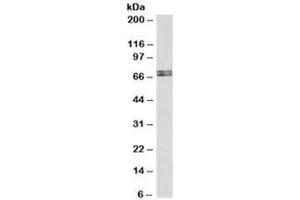 Western blot testing of human cerebellum lysate with HDC antibody at 0. (HDC Antikörper)