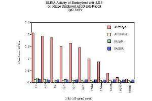 Image no. 1 for anti-M13 Bacteriophage gp3 antibody (Biotin) (ABIN264521) (M13 Bacteriophage gp3 Antikörper (Biotin))