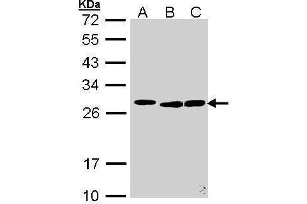 SFRS9 Antikörper  (Center)