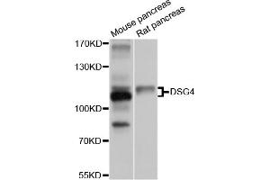 Western blot analysis of extracts of various cell lines, using DSG4 antibody (ABIN5997626) at 1/1000 dilution. (Desmoglein 4 Antikörper)