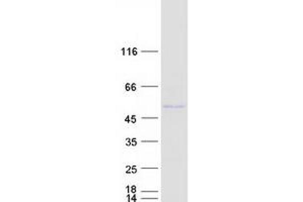 SUCLA2 Protein (Myc-DYKDDDDK Tag)