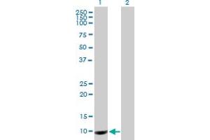 Western Blot analysis of PROK1 expression in transfected 293T cell line by PROK1 MaxPab polyclonal antibody. (Prokineticin 1 Antikörper  (AA 1-105))