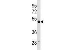 TUBG1 antibody western blot analysis in HepG2 lysate. (TUBG1 Antikörper  (AA 23-51))