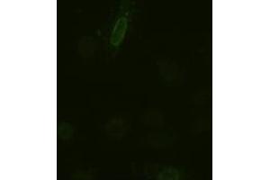 Immunofluorescence (IF) image for anti-Interleukin 6 (IL6) (AA 29-212) antibody (ABIN1491342) (IL-6 Antikörper  (AA 29-212))