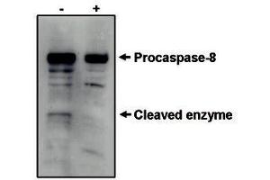 Image no. 1 for anti-Caspase 8 (CASP8) antibody (ABIN201604) (Caspase 8 Antikörper)