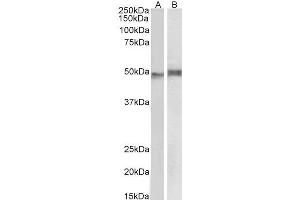 ABIN5872427 (1 µg/ml) staining of Mouse Thymus (A) and Pig Spleen (B) lysate (35 µg protein in RIPA buffer). (NCF1 Antikörper)