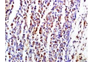 Paraformaldehyde-fixed, paraffin embedded mouse embryo tissue, Antigen retrieval by boiling in sodium citrate buffer(pH6) for 15min, Block endogenous peroxidase by 3% hydrogen peroxide for 30 minutes, Blocking buffer (normal goat serum) at 37°C for 20min, Antibody incubation with CD19 Polyclonal Antibody, Unconjugated  at 1:500 overnight at 4°C, followed by a conjugated secondary and DAB staining (CD19 Antikörper  (AA 485-556))