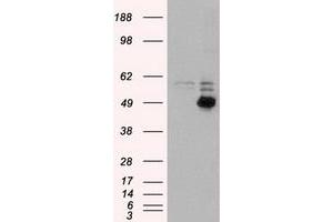 Image no. 2 for anti-CD4 (CD4) antibody (ABIN1497292) (CD4 Antikörper)