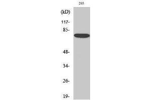 Western Blotting (WB) image for anti-Annexin A6 (ANXA6) (N-Term) antibody (ABIN3183291) (ANXA6 Antikörper  (N-Term))