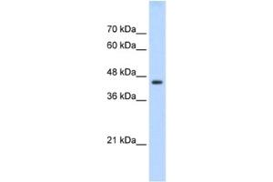 Western Blotting (WB) image for anti-TEA Domain Family Member 3 (TEAD3) antibody (ABIN2461689) (TEAD3 Antikörper)