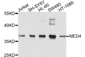 Western blot analysis of extracts of various cells, using MED4 antibody. (MED4 Antikörper)