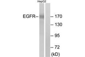 Western blot analysis of extracts from A431 cells, treated with EGF 200ng/ml 10', using EGFR (Ab-1110) Antibody. (EGFR Antikörper  (AA 1077-1126))