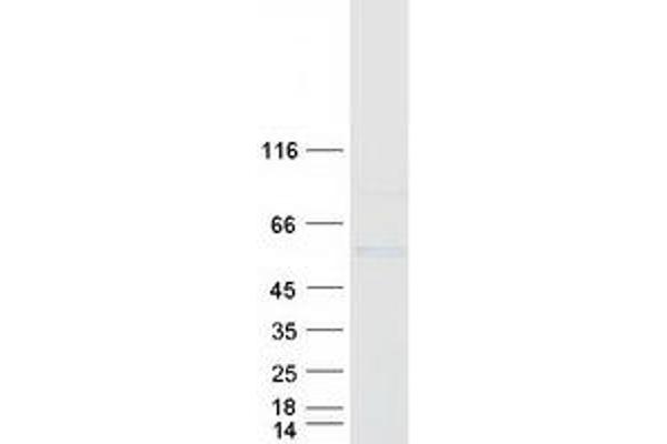 GAL3ST4 Protein (Myc-DYKDDDDK Tag)