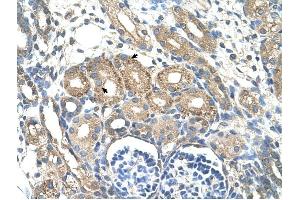 BSDC1 antibody was used for immunohistochemistry at a concentration of 4-8 ug/ml to stain Epithelial cells of renal tubule (arrows) in Human Kidney. (BSDC1 Antikörper  (N-Term))