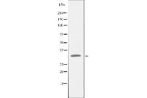 Western blot analysis of extracts from LOVO cells using APOL4 antibody. (Apolipoprotein L 4 Antikörper)