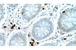 Human colon: immunohistochemical staining for Interleukin 6. (IL-6 Antikörper  (N-Term))