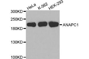 Western Blotting (WB) image for anti-Anaphase Promoting Complex Subunit 1 (ANAPC1) antibody (ABIN1870966) (APC1 Antikörper)