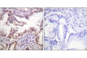 Immunohistochemistry (IHC) image for anti-Histone 3 (H3) (AA 6-55) antibody (ABIN2890739) (Histone 3 Antikörper  (AA 6-55))