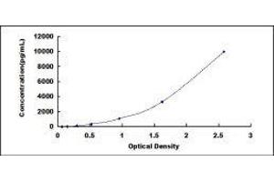 ELISA image for Slit Homolog 3 (SLIT3) ELISA Kit (ABIN419043) (SLIT3 ELISA Kit)